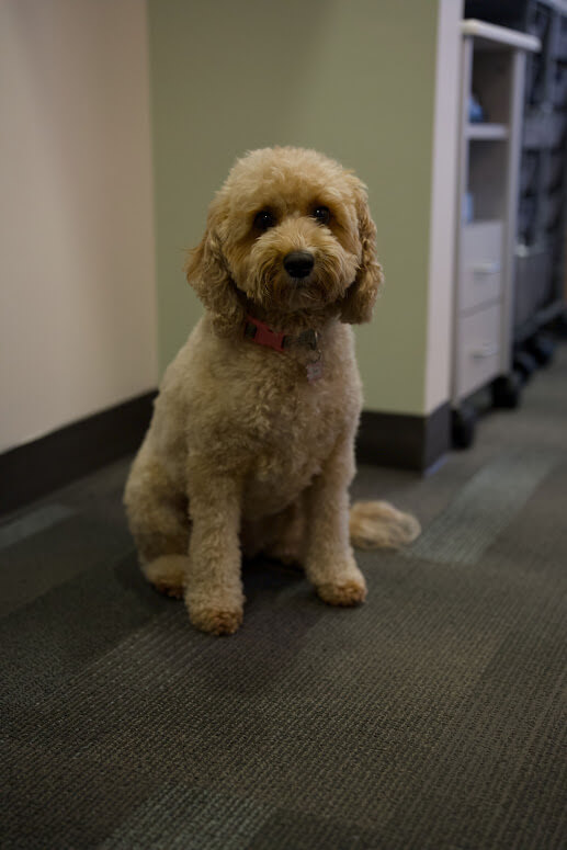 Tedi, the support dog at Barrero Dental Boutique